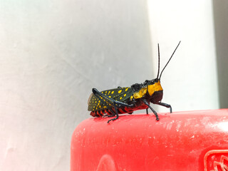 View of a grass hopper or insect butterfly of black and yellow sitting on red chair. The Beautiful polka dot grasshopper back motif. Belalang Setan.
