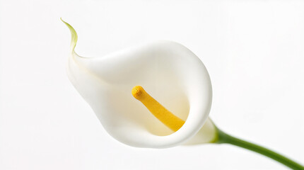 Calla flower on a white background close-up