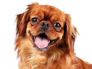 Isolated Content Smiling Dog Happy Pet