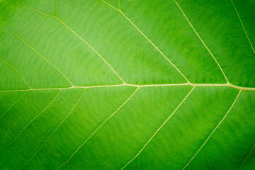 teak leaf pattern texture background. closeup