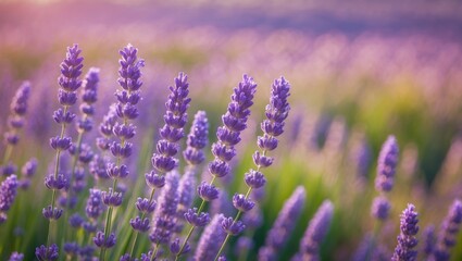 Spring and summer lavender opening