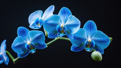 Isolated black background featuring a beautiful blossoming blue orchid