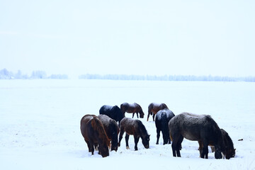 horses in a white winter field in the snow