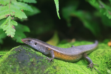 A lizard in nature, a brown little reptile