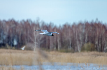 Black-headed gull soaring over reed wetlands on a cold early spring morning. A calling gull caught...
