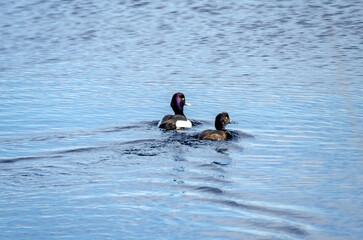 Two tufted ducks gently swimming through calm spring waters under clear sky. Peaceful waterfowl moment captured at eye level, ducks glide slowly on serene blue lake surface.