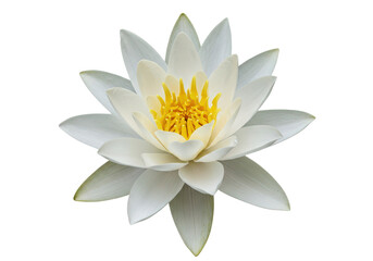 Single water lily isolated background