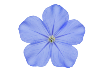 Top view of single cape leadwort flower, cut out