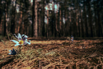 dark forest glade close up