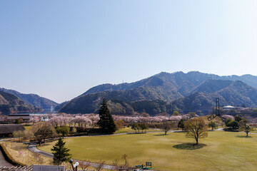 湖畔で満開に咲く美しいソメイヨシノ（バラ科）の花の木
英名学名：Someiyoshino sakura (Cerasus x yedoensis, cherry blossom, Rosaceae)
新緑が美しい。
神奈川県清川村、早戸川林道-2025年

