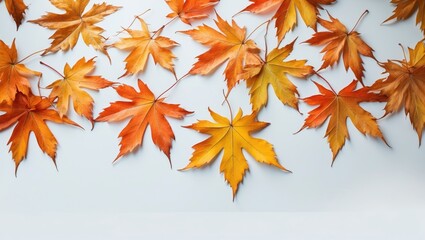 Isolated Maple Leaves in Autumn Colors with White Background