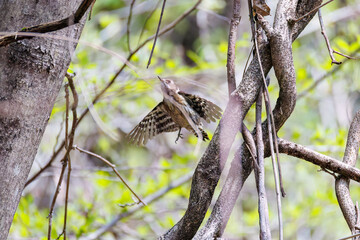 飛び立つ可愛いコゲラ（キツツキ科）
英名学名：Japanese pygmy woodpecker (Dendrocopos kizuki)  
新緑が美しい。
神奈川県清川村、早戸川林道-2025年

