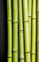 Obraz premium green bamboo background