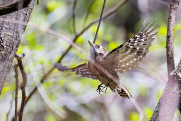 飛び立つ可愛いコゲラ（キツツキ科）
英名学名：Japanese pygmy woodpecker (Dendrocopos kizuki)  
新緑が美しい。
神奈川県清川村、早戸川林道-2025年
