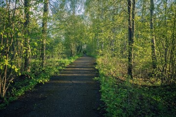 Obraz premium Morning walk through the forest park.