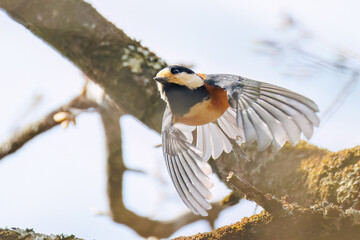 飛び出し飛翔する可愛いヤマガラ（シジュウカラ科）
英名学名：Varied Tit...