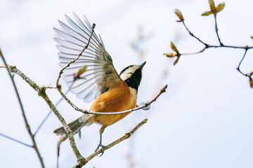 飛び出し飛翔する可愛いヤマガラ（シジュウカラ科）
英名学名：Varied Tit (Sittiparus varius)
新緑が美しい。
神奈川県清川村、早戸川林道-2025年
