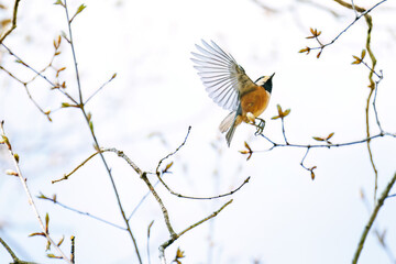 飛び出し飛翔する可愛いヤマガラ（シジュウカラ科）
英名学名：Varied Tit (Sittiparus varius)
新緑が美しい。
神奈川県清川村、早戸川林道-2025年
