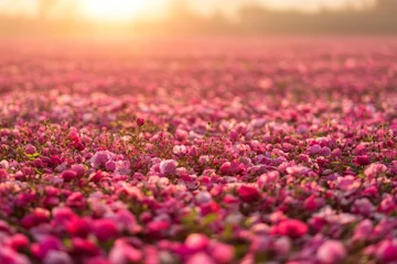 Fototapeten Vibrant sunset over a field of blossoming pink flowers. © BabyEyes