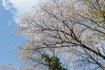 ヤマザクラ（バラ科）
英名学名：山桜, Cerasus jamasakura, Cherry Blossom
新緑が美しい。
神奈川県清川村、早戸川林道-2025年
