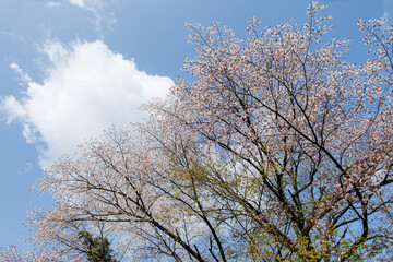 ヤマザクラ（バラ科）
英名学名：山桜, Cerasus jamasakura, Cherry Blossom
新緑が美しい。
神奈川県清川村、早戸川林道-2025年
