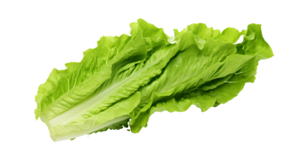a green leafy vegetable on a white background