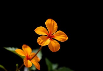 Naklejka premium Single vibrant orange blossom, dark background, bloom, still life