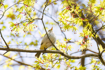 さえずる可愛いセンダイムシクイ（ムシクイ科）
英名学名：Eastern Crowned...