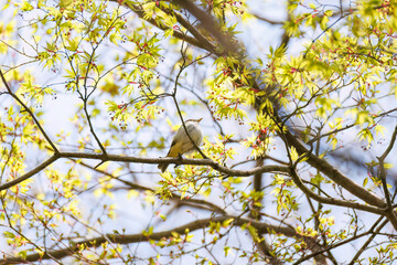 さえずる可愛いセンダイムシクイ（ムシクイ科）
英名学名：Eastern Crowned Warbler (Phylloscopus coronatus, family comprising Warbler)
新緑が美しい。
神奈川県清川村、早戸川林道-2025年
