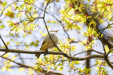 さえずる可愛いセンダイムシクイ（ムシクイ科）
英名学名：Eastern Crowned Warbler (Phylloscopus coronatus, family comprising Warbler)
新緑が美しい。
神奈川県清川村、早戸川林道-2025年
