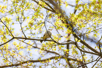 さえずる可愛いセンダイムシクイ（ムシクイ科）
英名学名：Eastern Crowned Warbler (Phylloscopus coronatus, family comprising Warbler)
新緑が美しい。
神奈川県清川村、早戸川林道-2025年
