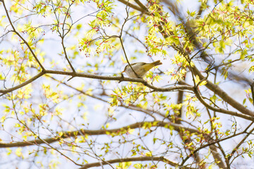 さえずる可愛いセンダイムシクイ（ムシクイ科）
英名学名：Eastern Crowned Warbler (Phylloscopus coronatus, family comprising Warbler)
新緑が美しい。
神奈川県清川村、早戸川林道-2025年

