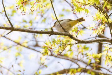 さえずる可愛いセンダイムシクイ（ムシクイ科）
英名学名：Eastern Crowned Warbler (Phylloscopus coronatus, family comprising Warbler)
新緑が美しい。
神奈川県清川村、早戸川林道-2025年
