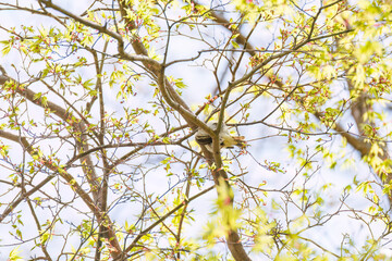 さえずる可愛いセンダイムシクイ（ムシクイ科）
英名学名：Eastern Crowned Warbler (Phylloscopus coronatus, family comprising Warbler)
新緑が美しい。
神奈川県清川村、早戸川林道-2025年
