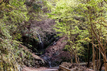 苔むした岩と新緑の崖から落ちる美しい小さな滝

神奈川県清川村、早戸川林道-2025年
