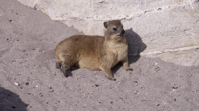 A rock hyrax lies on the sand, pressed against a warm boulder in the sun, scratching itself before pausing to look around alertly.