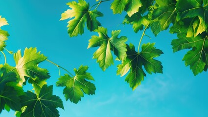 Bright sky backdrop with lush grape leaves