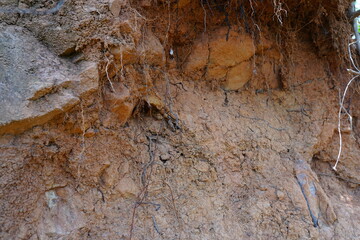 plants grow and natural soil cross section