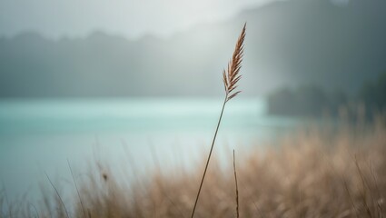 Obraz premium A lone dry grass stalk reaches upward in a calm field, gently moving with the breeze, with tranquil water behind it.