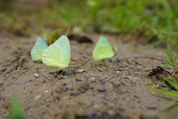Butterflies found in the natural forest.