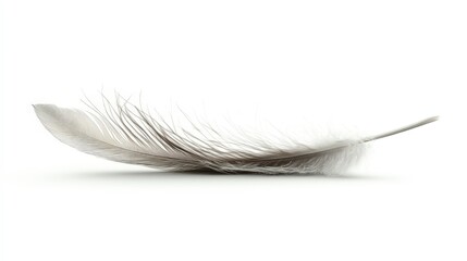 Delicate feather lying on a pristine white surface evoking lightness