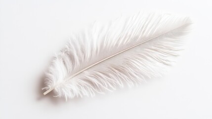 Obraz premium Delicate feather with elegant structure and soft light on a white background