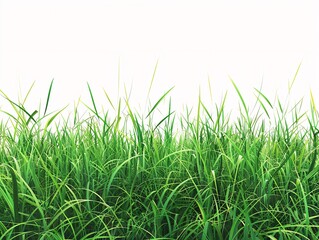 Obraz premium Lush green grass against a pure white backdrop evoking serenity and freshness