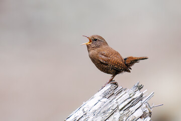 小さい体なのに大きな声で必死にさえずる可愛いミソサザイ（ミソサザイ科）
英名学名：Eurasian Wren (Troglodytes troglodytes)
新緑が美しい。
神奈川県清川村、早戸川林道-2025年
