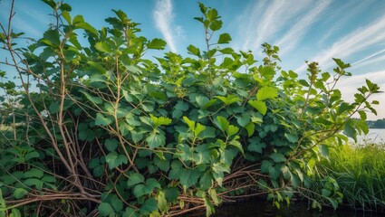 Black currant wild shrub flourishing by riverbanks and canal edges during spring