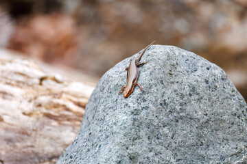 綺麗なニホントカゲ（トカゲ科）
英名学名：Japanese skink (Plestiodon japonicus, family comprising lizard).
新緑が美しい。
神奈川県清川村、早戸川林道-2025年

