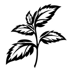 Silhouette of a leafy plant with sharply toothed edges against white background