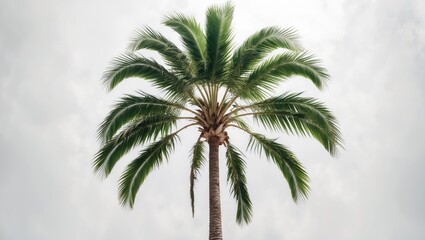 Fototapeta premium Isolated tropical date palm graphic on a plain background