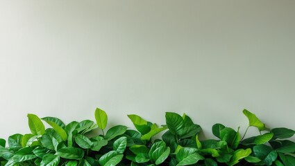 Fresh green foliage on a plain background brings a bright, natural floral touch to any space.