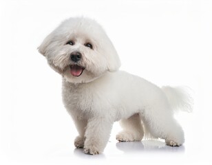 Obraz premium Picture of a white Bichon Frisé dog on a white background, Generative AI